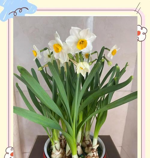 花语孤独高傲什么意思？孤独高傲的花语有哪些？