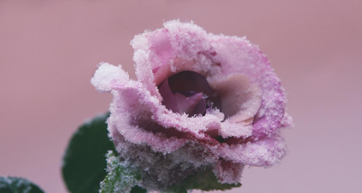 玫瑰花雪代表了什么？