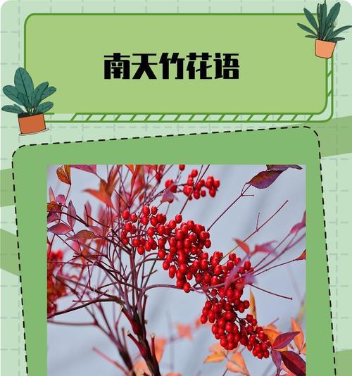 南烛花的花语有何特殊含义？