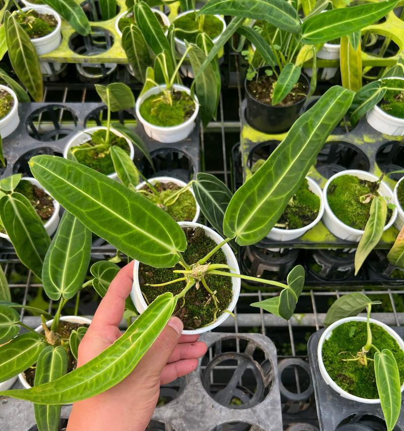 南烛花的花语有何特殊含义？