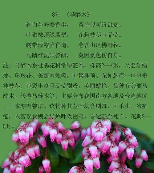 南烛花的花语有何特殊含义？
