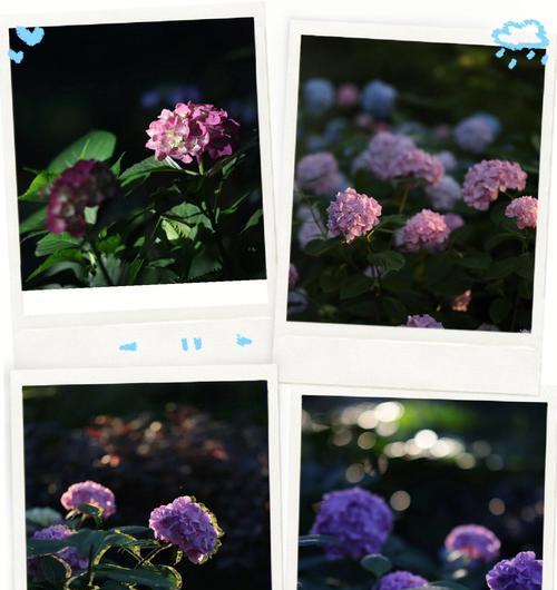 一支花能代表什么花语？它传递了哪些情感？