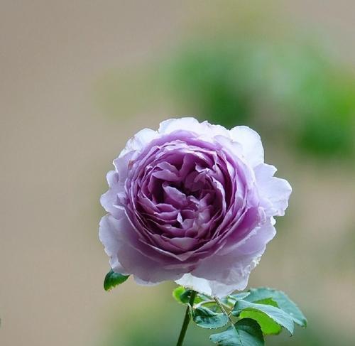 一支花能代表什么花语？它传递了哪些情感？
