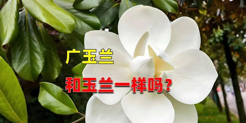 玉兰花代表友谊的花语是什么？