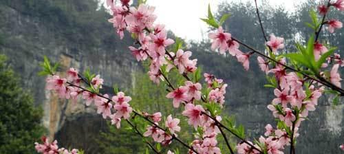 多彩蜜桃花语有何特别之处？它传递了哪些情感？