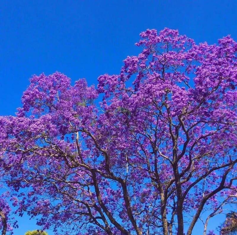 蓝花楹的花语是什么？它象征着怎样的好运？