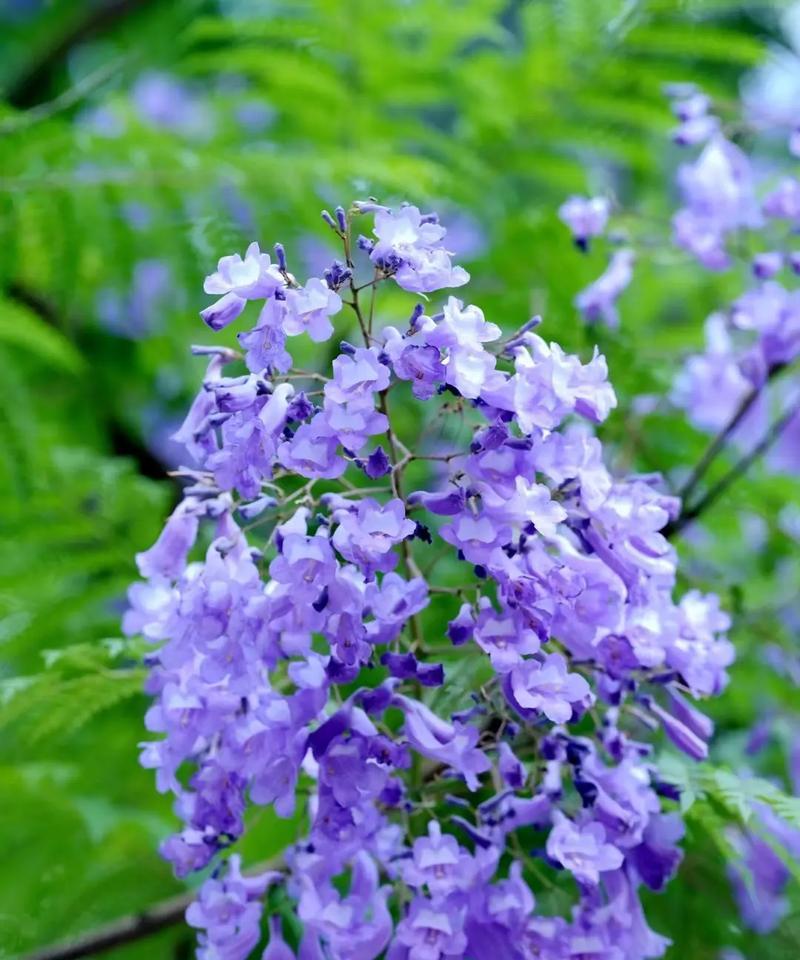 蓝花楹的花语是什么？它象征着怎样的好运？