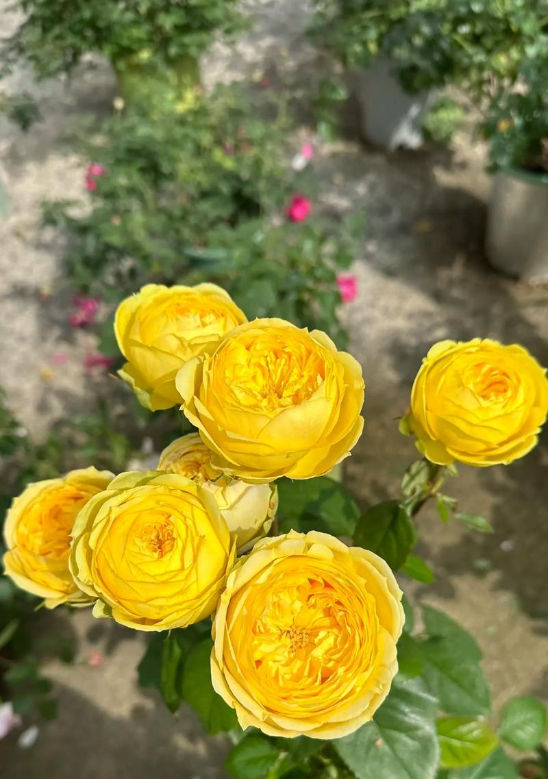 娜欧米花的花语是什么意思？娜欧米花代表了哪种情感？