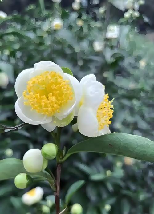 茶花的花语是什么？如何表达简单真诚的情感？