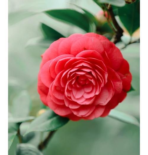 茶花的花语是什么？如何表达简单真诚的情感？