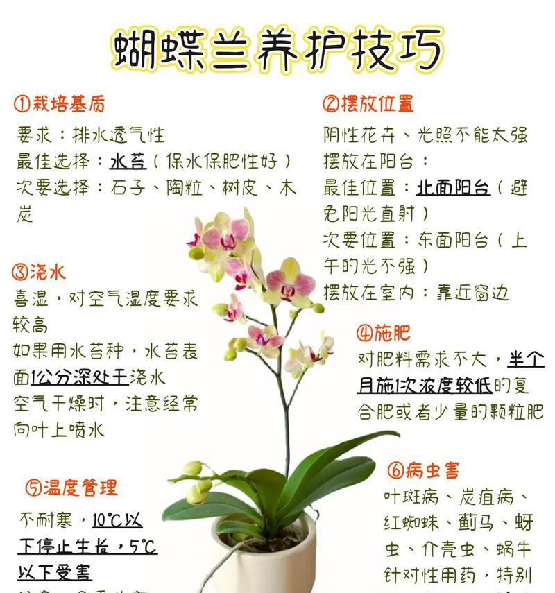 粉蝴蝶兰花语是什么意思？有哪些特别的含义吗？