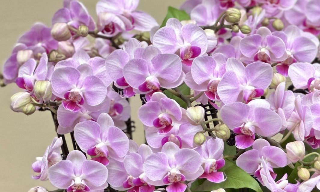 粉蝴蝶兰花语是什么意思？有哪些特别的含义吗？