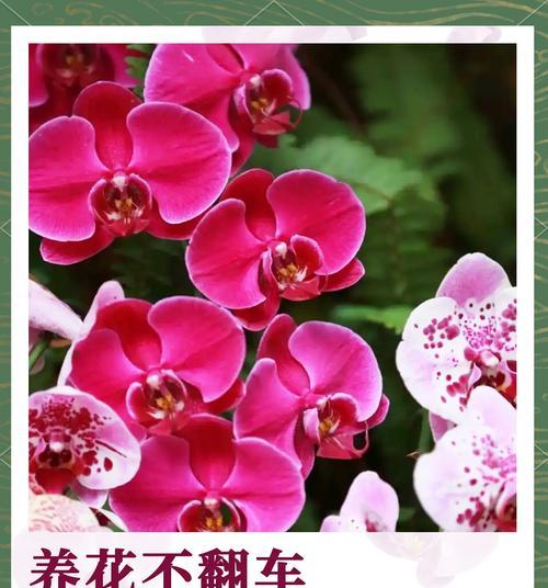 粉蝴蝶兰花语是什么意思？有哪些特别的含义吗？