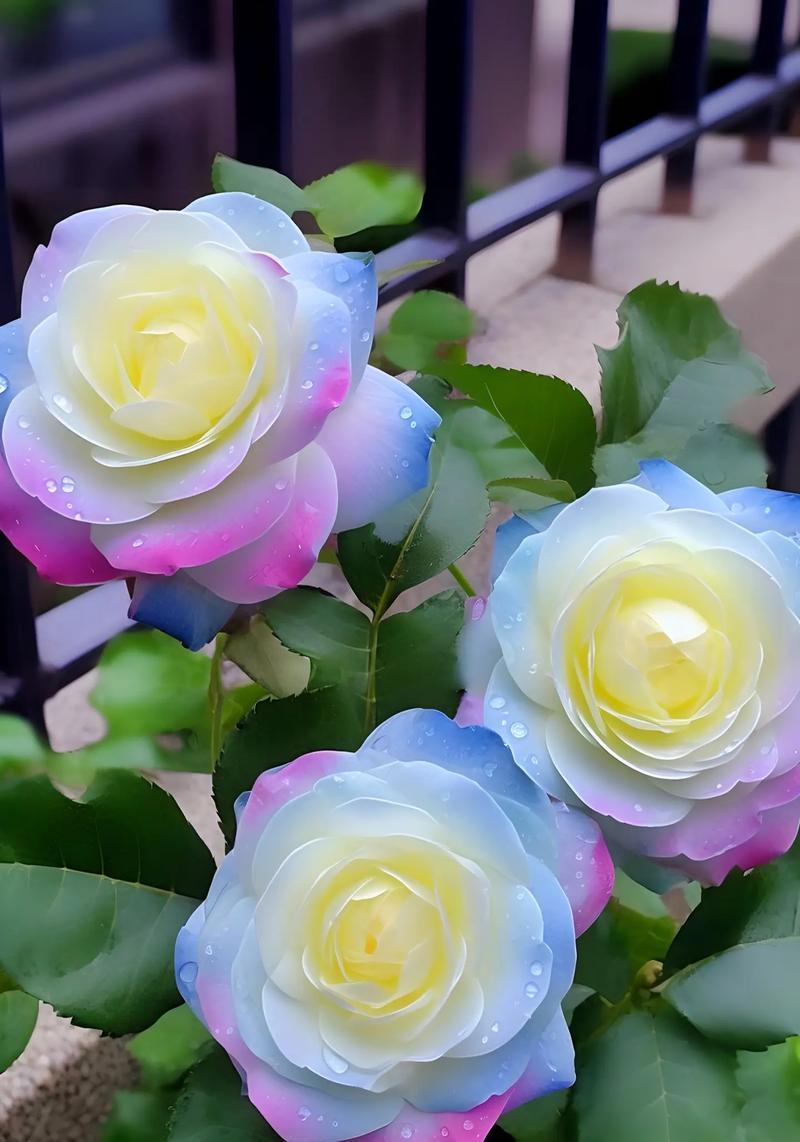 七朵玫瑰花有何特殊含义？它们代表什么？