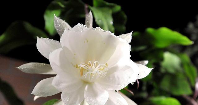 苦情花的花语含义是什么？