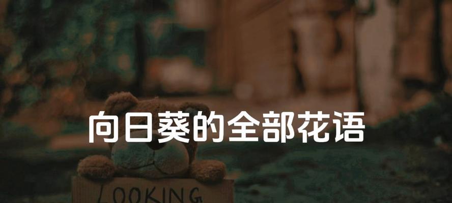 向日葵花语有哪些寓意？