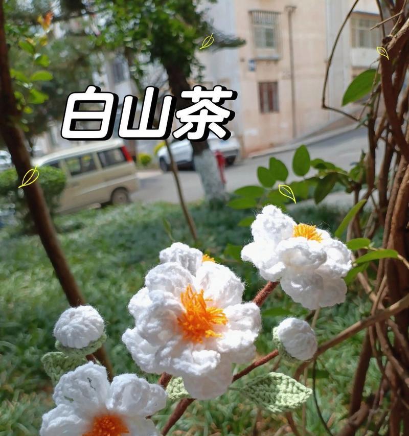 白茶花在国际花语中象征什么？