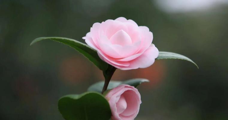白茶花在国际花语中象征什么？