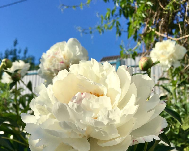 白茶花在国际花语中象征什么？