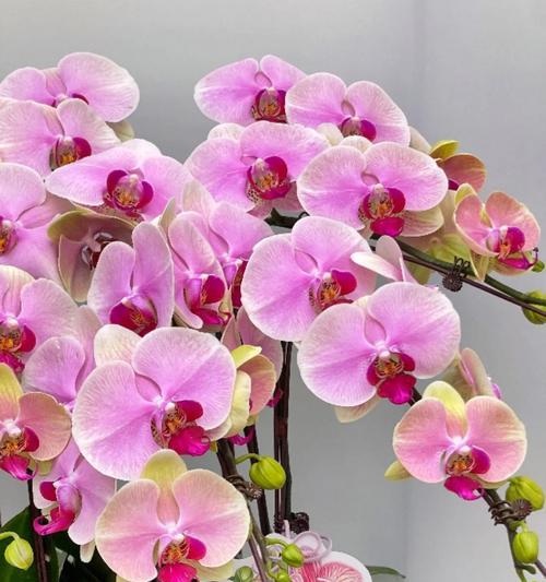 什么花的花语浪漫的故事？哪种花最能代表浪漫的爱情？