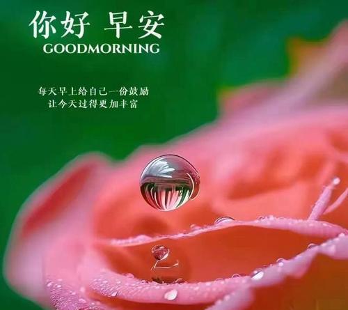晨曦花语在网络用语中代表什么？