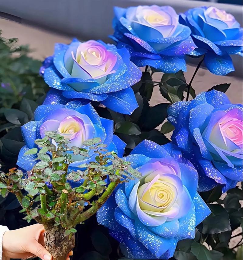 碎冰蓝玫瑰的花语和含义是什么？这种花语有何特别之处？