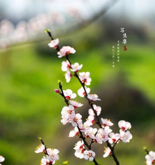 杏花的寓意是什么？它的花语有何含义？