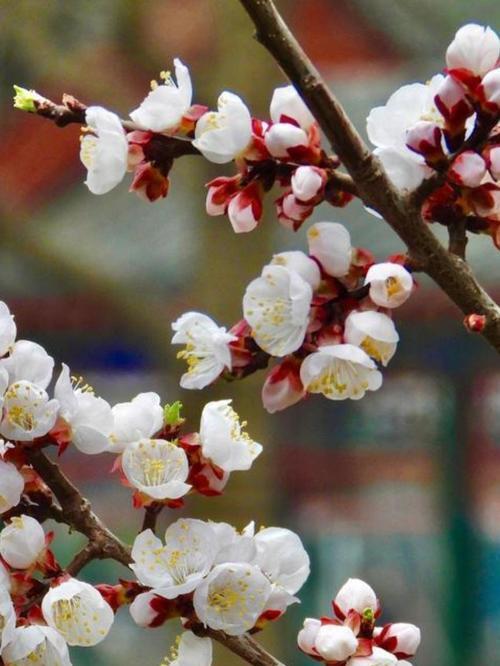 杏花的寓意是什么？它的花语有何含义？