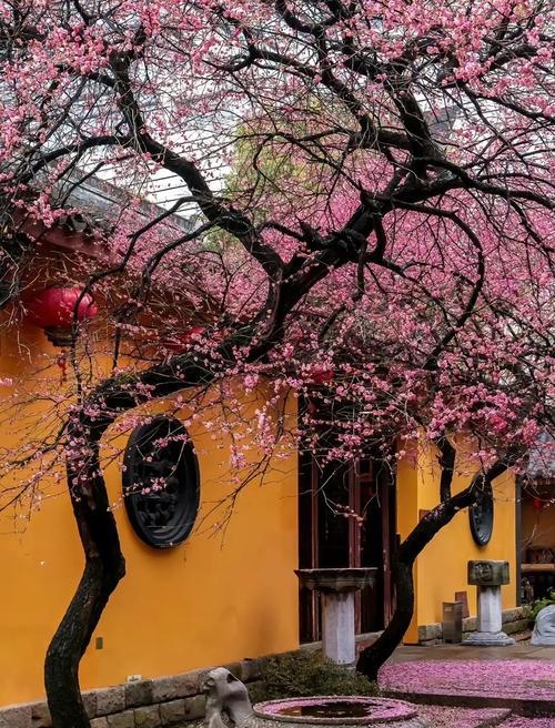 杏花的寓意是什么？它的花语有何含义？