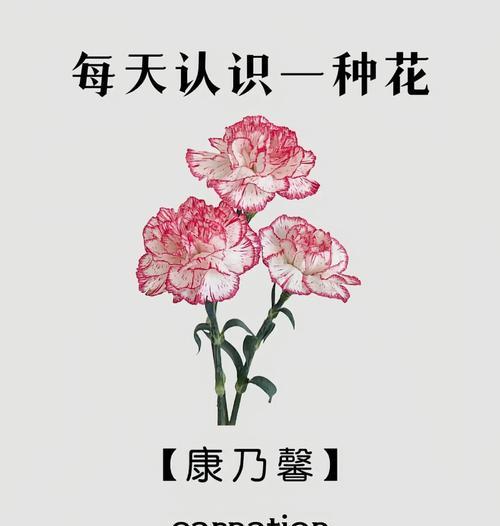 玫瑰和康乃馨的花语有何不同？