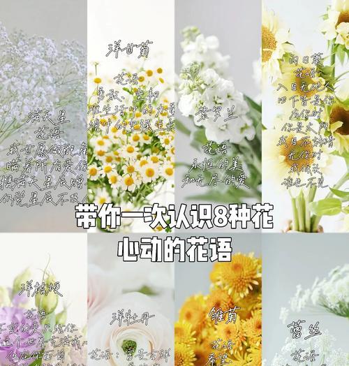情感一人一句花语是什么？如何用花语表达独特的情感？