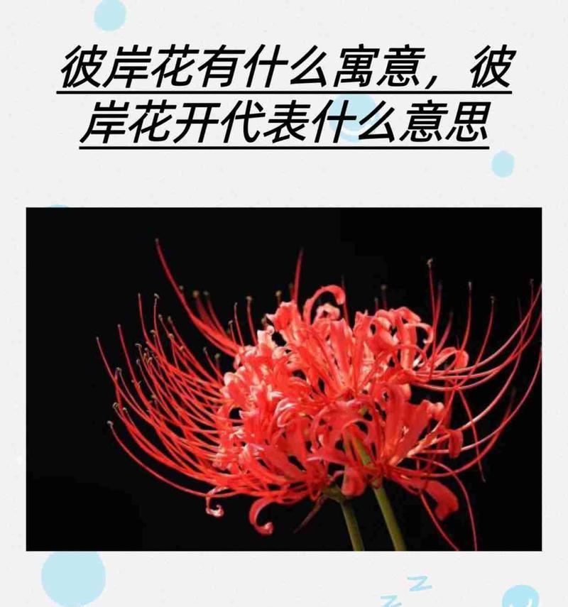 彼岸花的花语代表了什么？