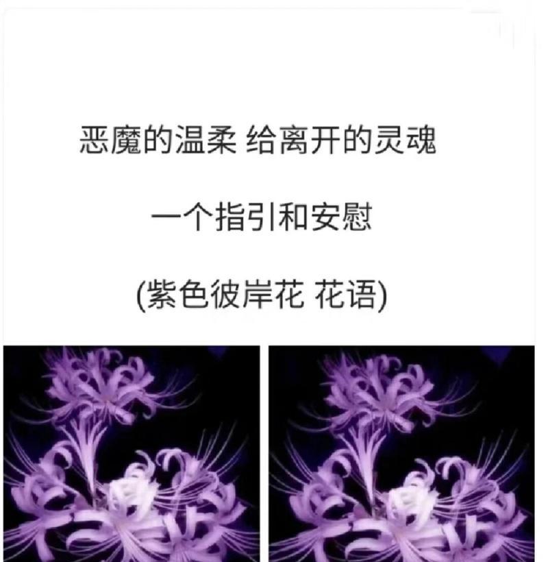 彼岸花的花语代表了什么？
