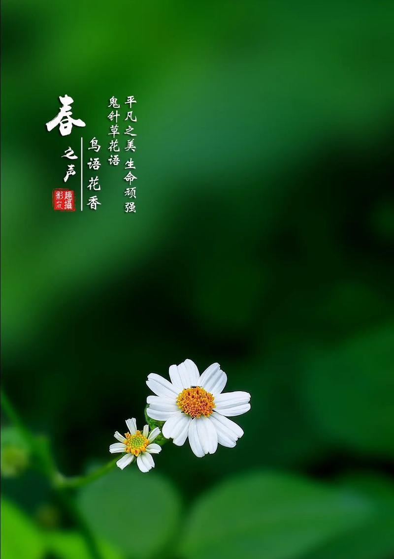 情侣间最浪漫的花语是什么？顽强平凡的花语是什么呢？