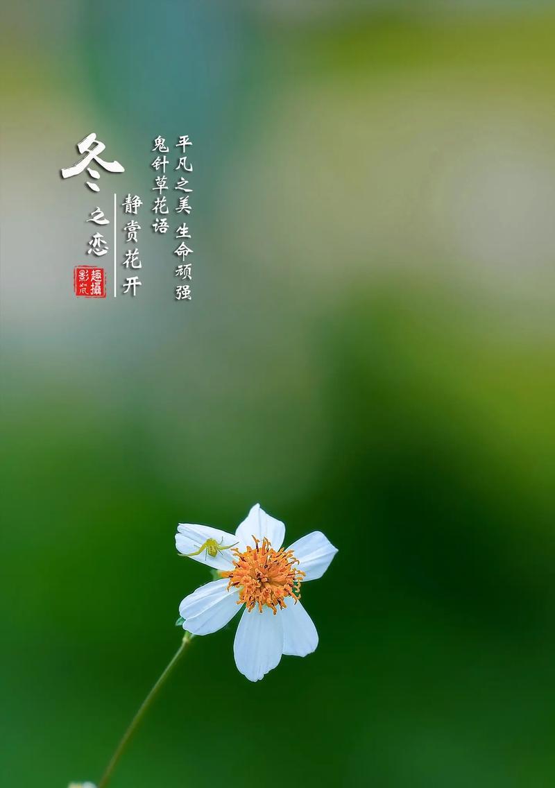 情侣间最浪漫的花语是什么？顽强平凡的花语是什么呢？