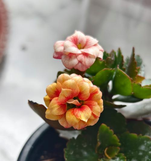 礼花炮玫瑰的花语代表什么？