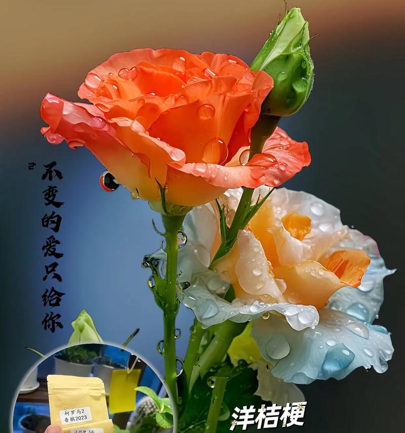 难以言述的爱用什么花表达？花语中难以言述的爱代表什么？