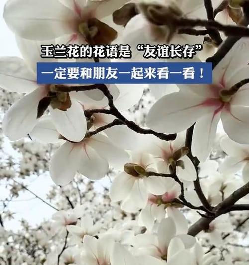 友情的花语通常是什么？它在花语中如何表达？