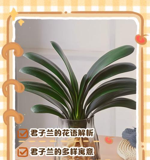 公主绿植的花语和寓意有哪些？