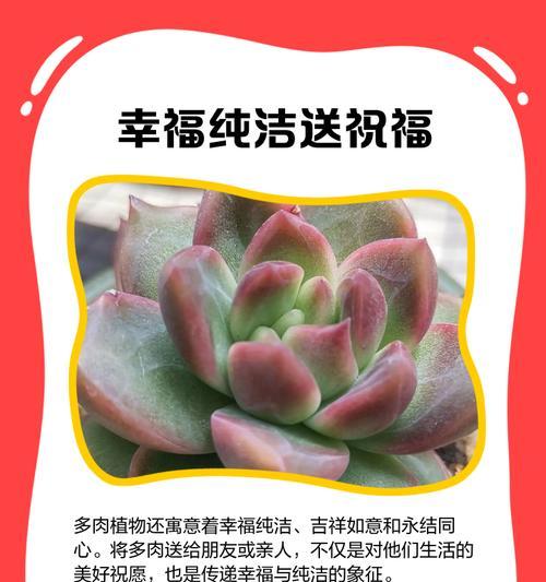 公主绿植的花语和寓意有哪些？