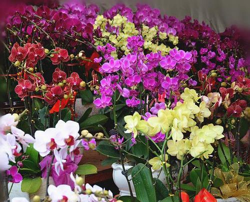 贵州龙兰花的花语是什么？它在花语中象征着什么？