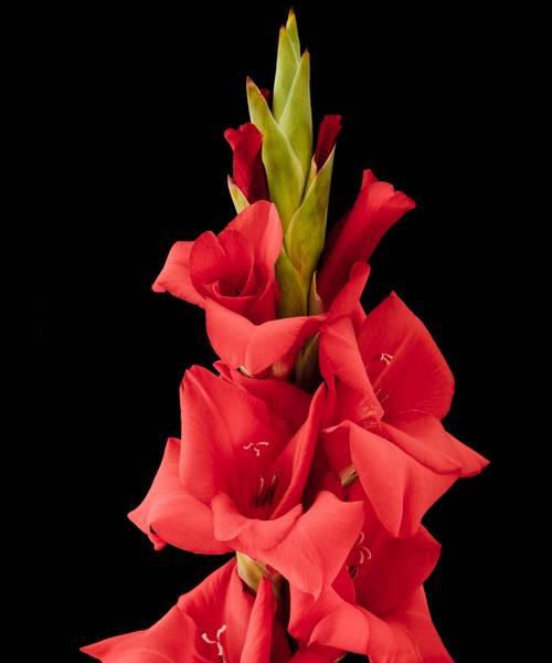 贵州龙兰花的花语是什么？它在花语中象征着什么？