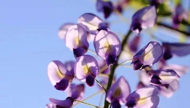 贵州龙兰花的花语是什么？它在花语中象征着什么？