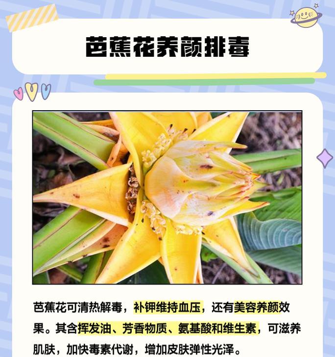 芭比花的寓意和花语是什么？