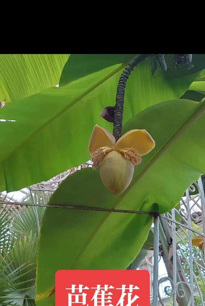 芭比花的寓意和花语是什么？