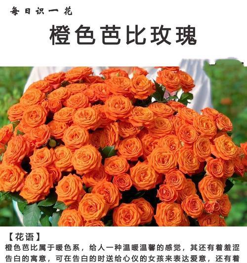 芭比花的寓意和花语是什么？