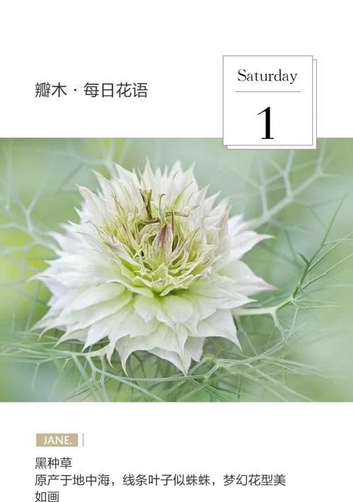 黑种草花语是什么？它能复制吗？