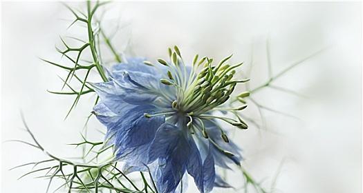 黑种草花语是什么？它能复制吗？