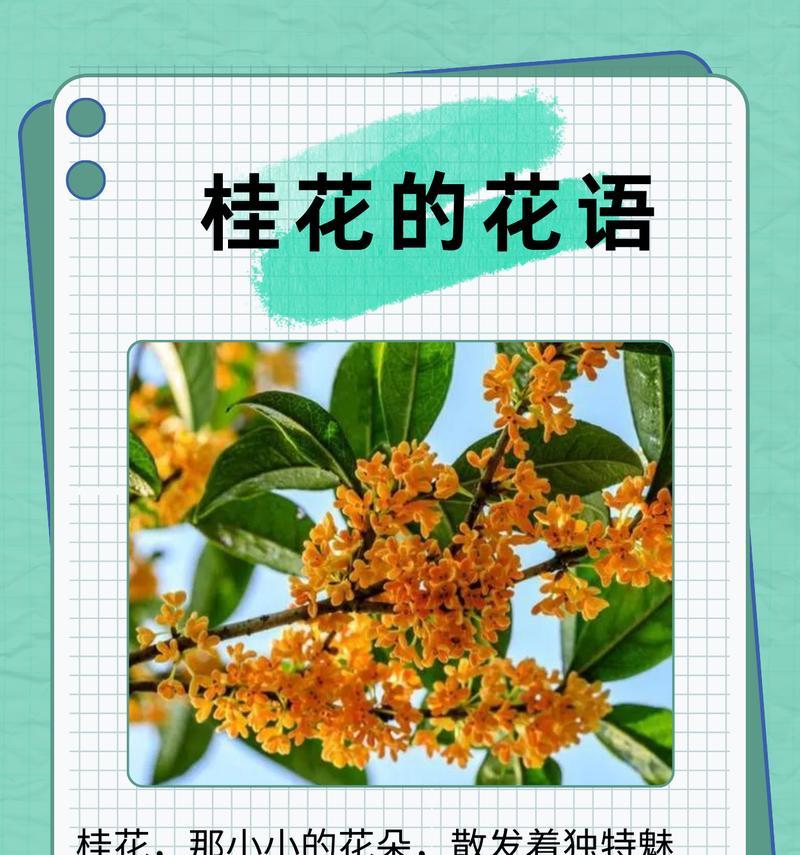 喜欢桂花香的花语是什么？桂花代表了哪些情感？