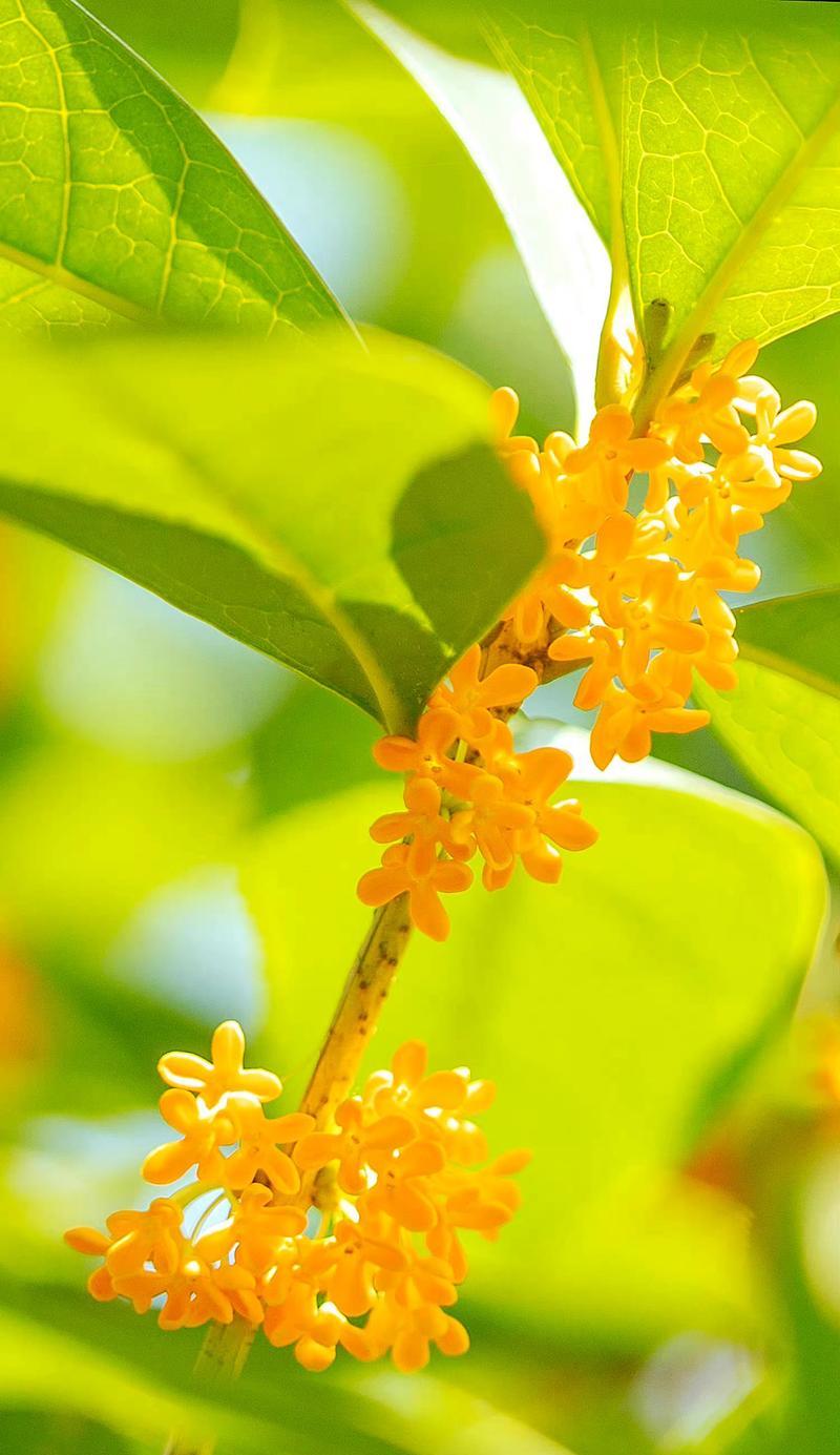 喜欢桂花香的花语是什么？桂花代表了哪些情感？